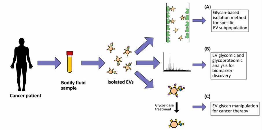 Potential clinical applications of extracellular vesicle (EV) glycosylation.