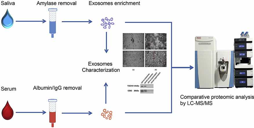 Exosome proteomics illustration.