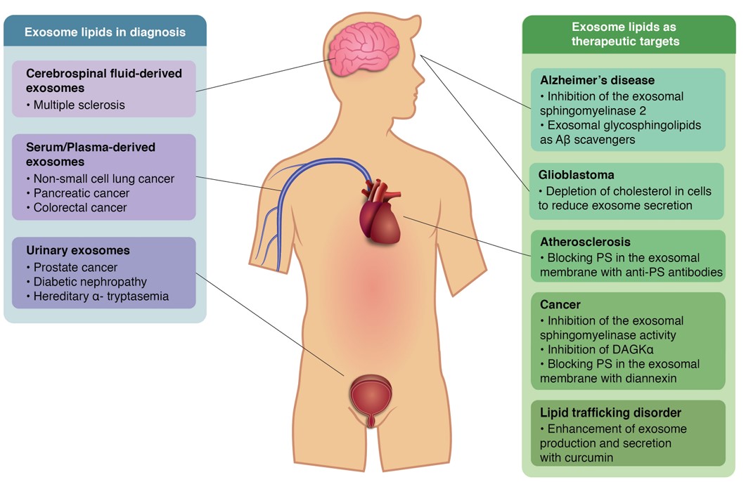 Fig. 1 Functions of exosomal lipids in biomedicine. (Donoso‐Quezada, Sergio & José, 2021)