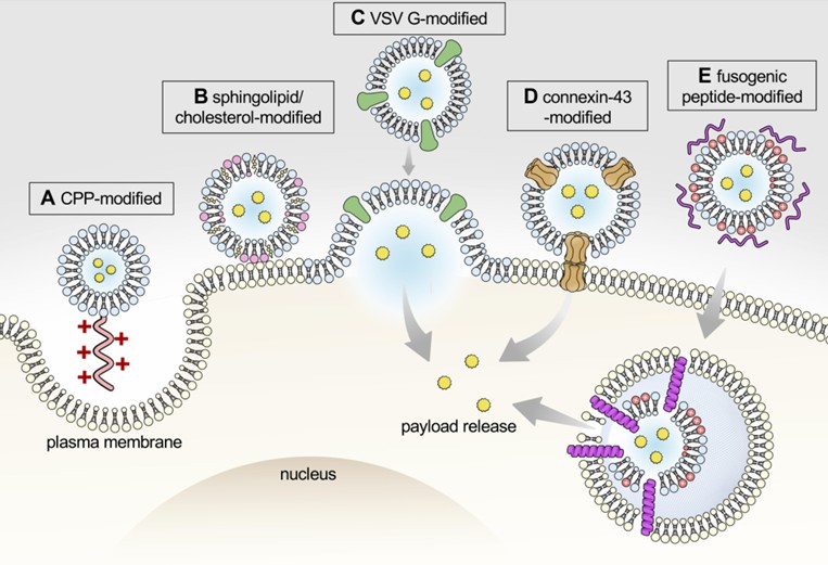 Graphical illustration of approaches to enhance intracellular payload delivery.