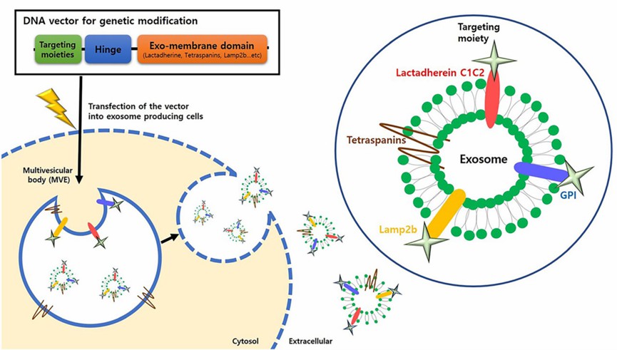 Schematic of genetic modification strategies for active targeting of exosomes.