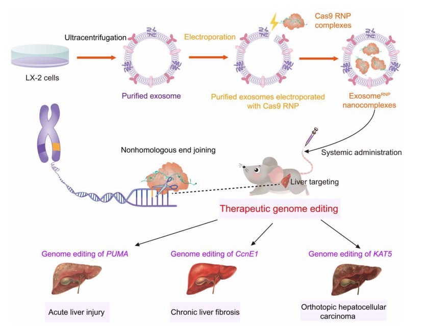 Schematic illustration of exosome for in vivo delivery of Cas9 RNP for the treatment of liver disorders.