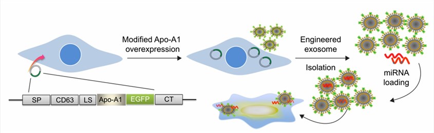 Schematic representations of the engineered Apo-A1 expression vector.