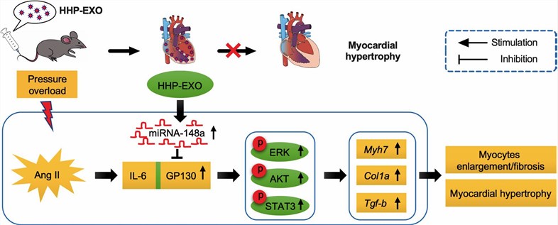 Schematic illustration of how exosomal miRNA-148a from HHP-EXO protects against pressure overload-induced cardiac hypertrophy.