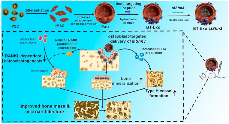 Preparation of BT-Exo-siShn3 and the therapeutic mechanism.
