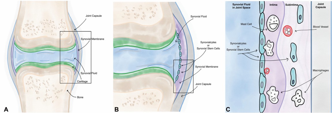 The cell layers of the synovial membrane.