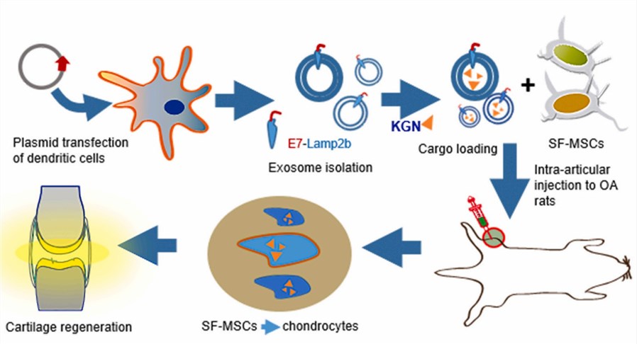 Schematic illustration on exosome engineering for enhanced delivery of KGN to SF-MSCs, and the co-injection of E7-Exo/KGN and SF-MSCs for cartilage regeneration and OA treatment.