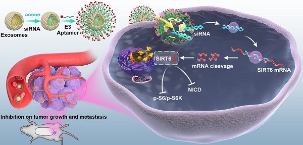 SIRT6 loaded into exosomes impairs tumorigenesis in prostate cancer. (Han, et al., 2022)