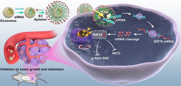 Targeted inhibition of SIRT6 via engineered exosomes impairs tumorigenesis and metastasis in prostate cancer.