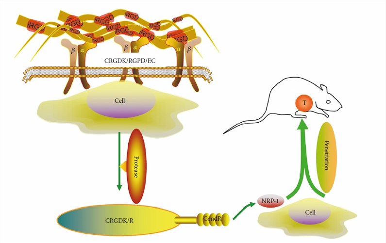 Tumor-targeting process of the iRGD peptide. (Zuo, 2019)