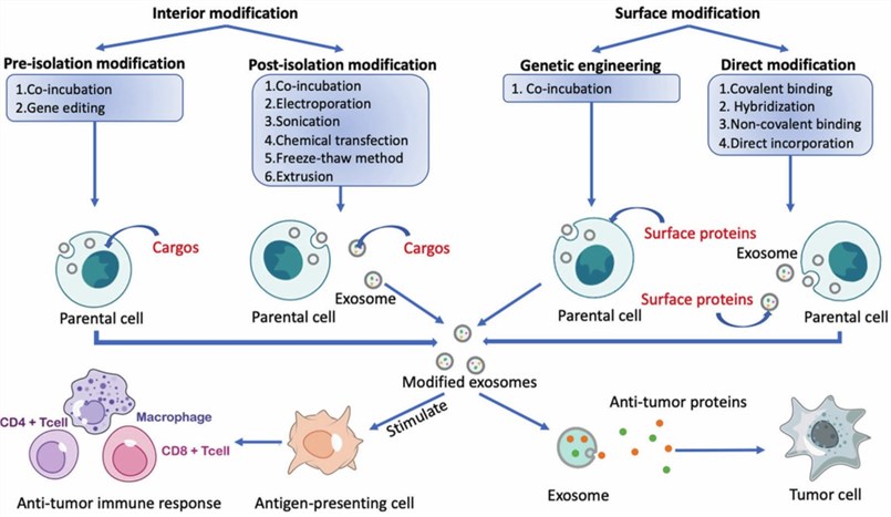 The internal and surface protein modification of exosomes.