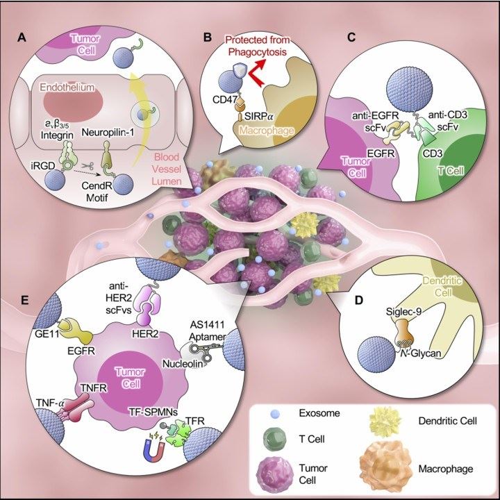 Graphical illustration of tumor targeting strategies of exosome-based delivery.
