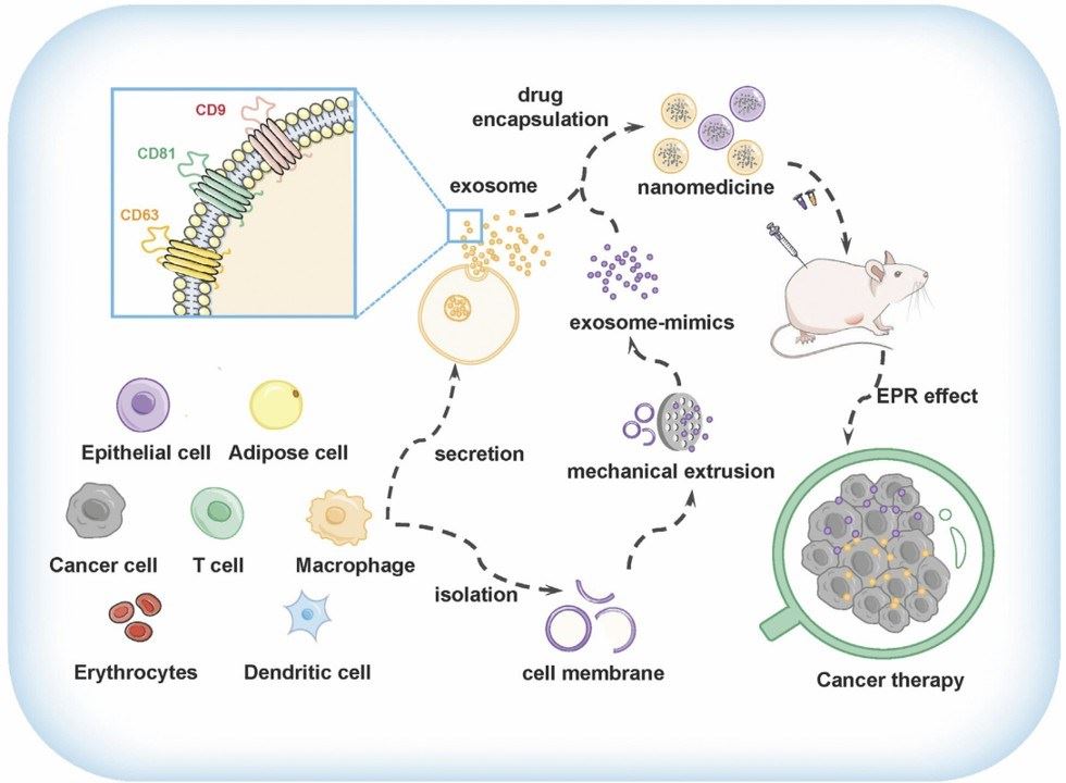 Fig.1 Exosome-based cancer drug delivery platforms. (Yang, Mingyue & Xingang, 2022)