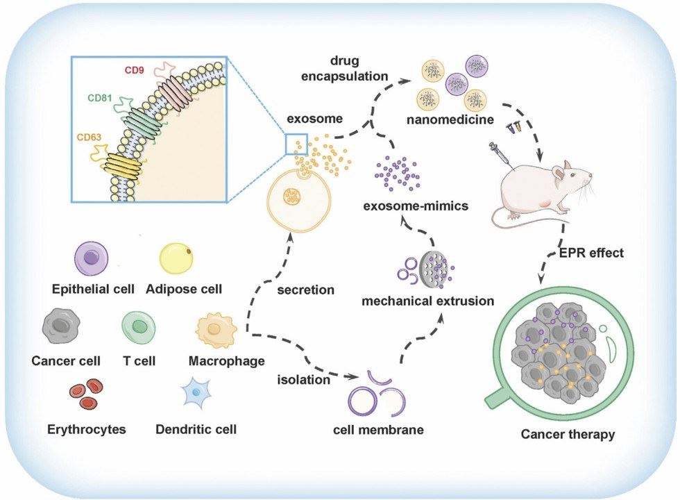 The preparation and application of exosomes and exosome-mimics as drug delivery vehicles for cancer therapy.