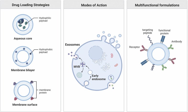 Fig.2 Exosome-based drug loading. (Yang, Mingyue & Xingang, 2022)