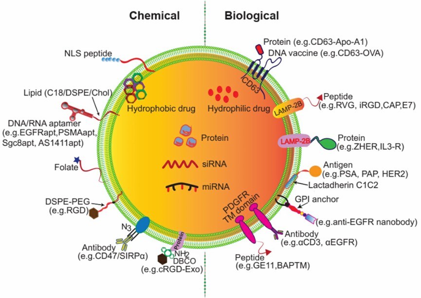 Surface engineering of exosomes via genetic/biological manipulation or chemical modification.