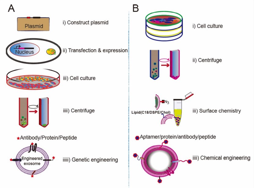 Fig. 2 Approaches for exosomes display. (Liang, et al., 2021)