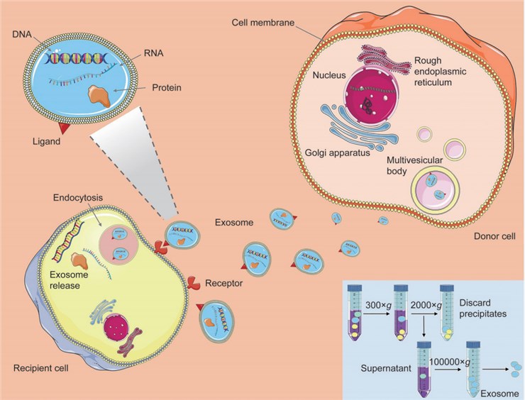 Exosome generation, secretion and cargo transfer from the donor cells to the recipient cells.