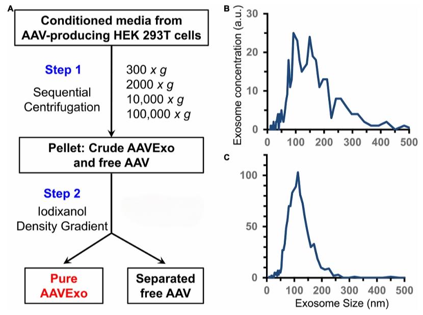 Fig. 1 Production of exo-AAV from AAV-transfected HEK 293T cells. (Liu, et al., 2021)