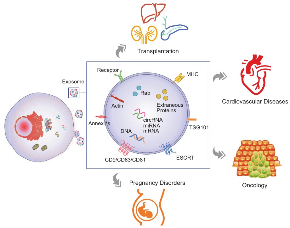 Fig.1 Exosome application in liquid biopsy. (Zhou, et al., 2020)