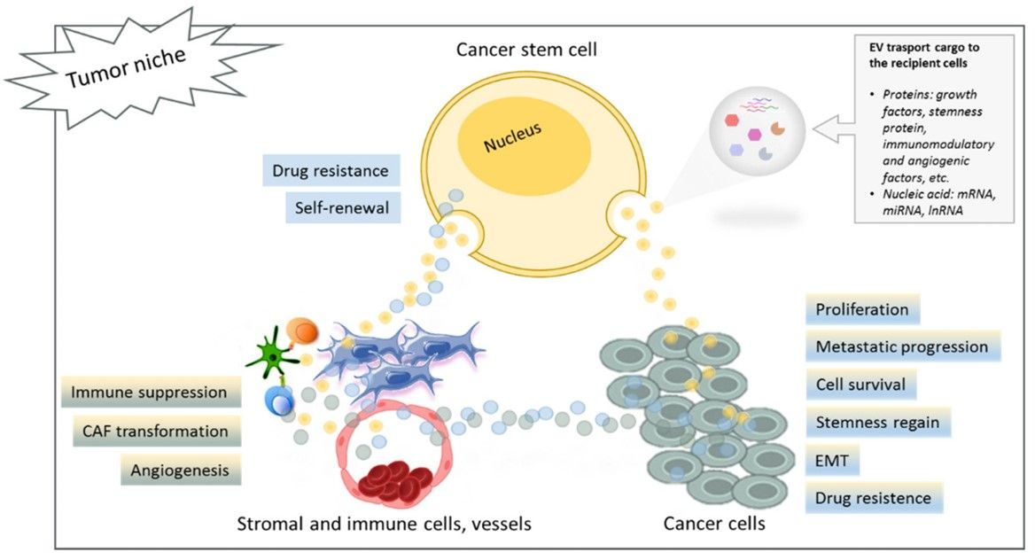 Fig.1 EVs maintain cancer cell stemness. (Scioli, et al., 2021)