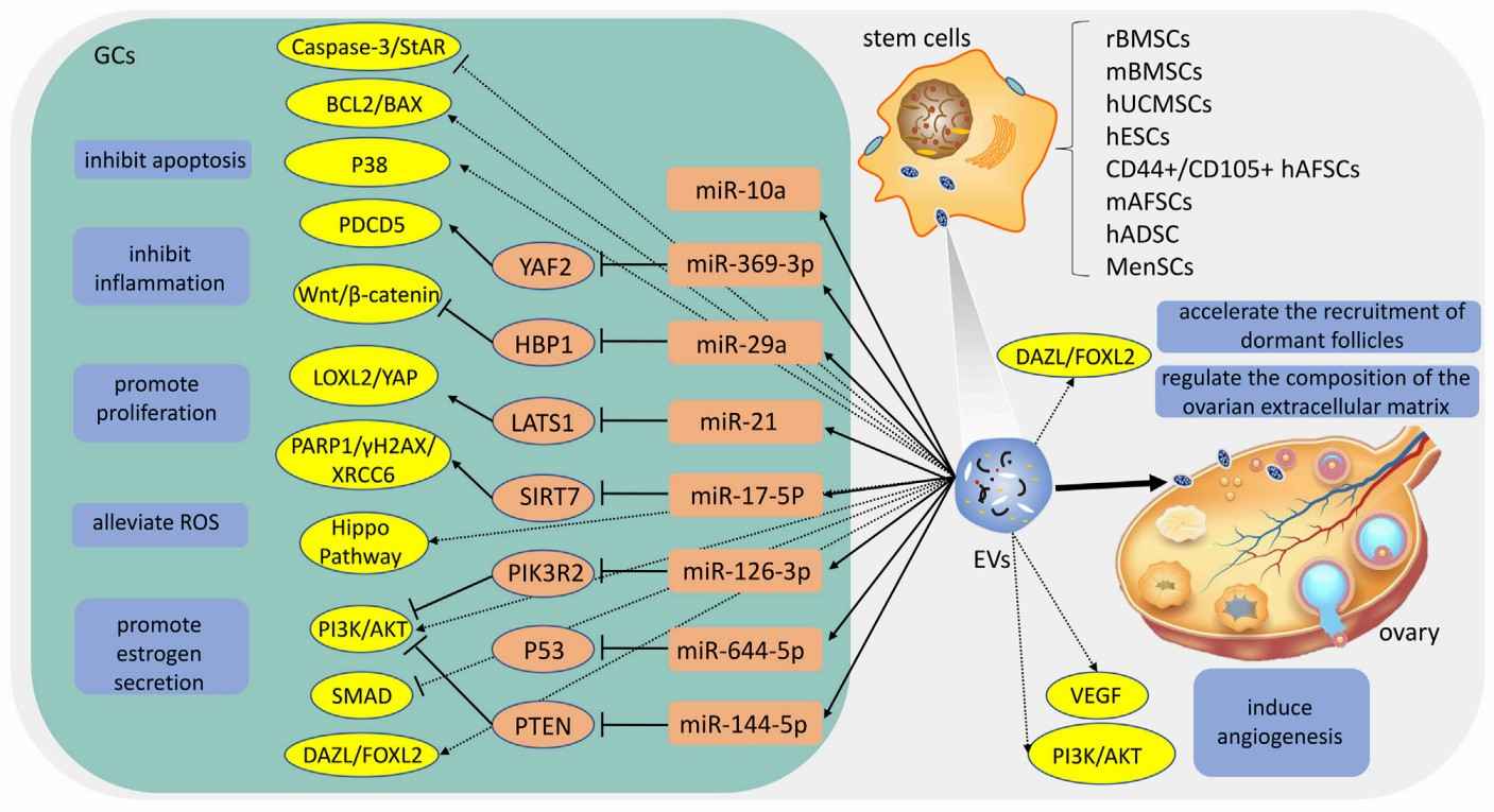 Fig.1 Stem cell exosome remedies for ovarian insufficiency. (Geng, et al., 2023)