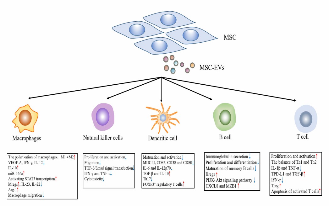 Fig.1 MSC-derived exosomes modulate immunity. (Shen, et al., 2021)