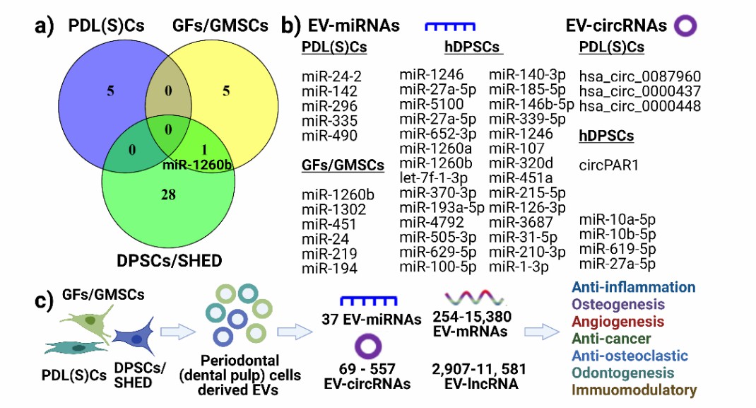 Fig.2 Periodontal EVs' effect on recipient cells.