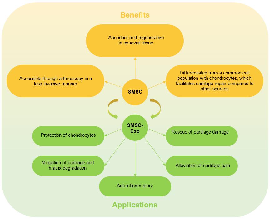 Synovial Mesenchymal Source