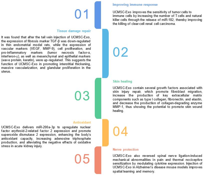 Umbilical Cord Mesenchymal Source