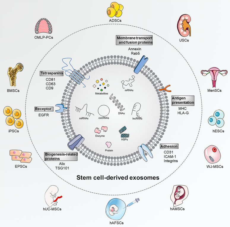 Fig.1 Native SC-Exo traits and source.