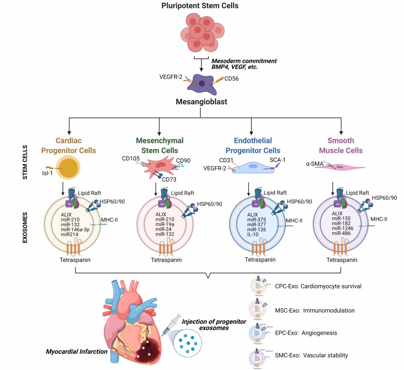 Fig.2 Native SC-Exo sources.