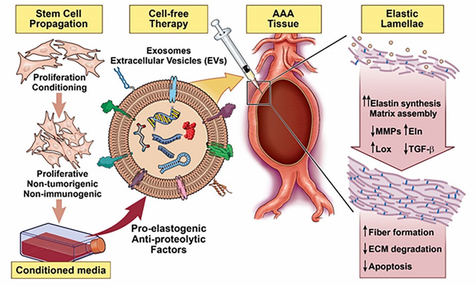 Fig.3 SC-Exo in Vascular Repair.
