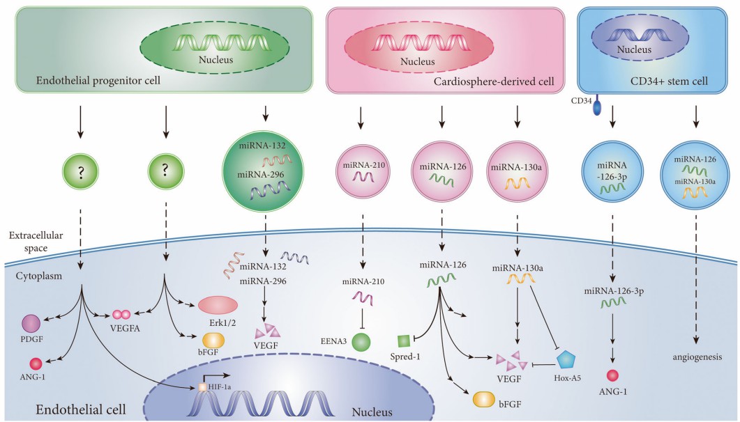 Fig.4 SC-Exo and Angiogenesis.