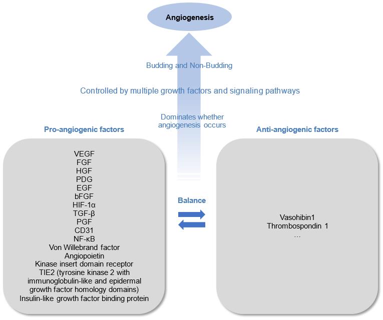 Fig.1 Mechanisms of Angiogenesis. (Creative Biolabs Original)