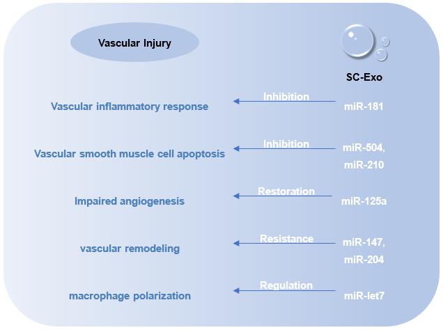 Fig.2 Repair Effects of SC-Exo. (Creative Biolabs Original)