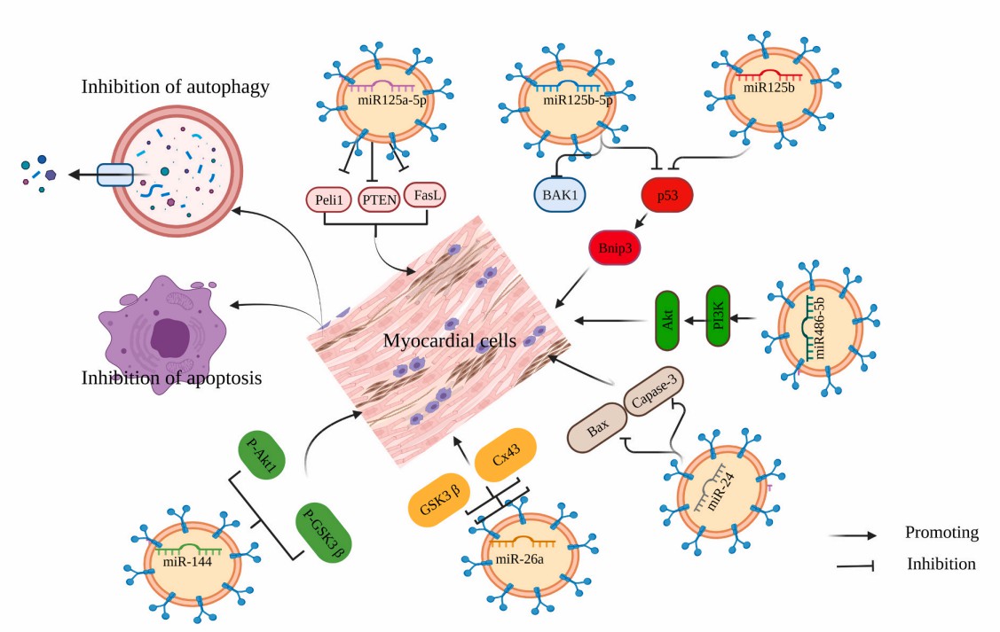 Fig.3 Exosomes and their potential in protecting the heart.