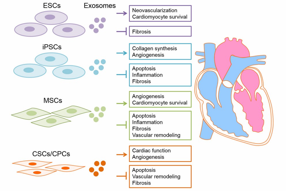 Fig.4 Different types of SC-Exo have been suggested for treating cardiac conditions.