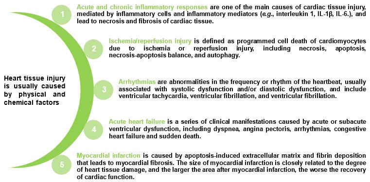 Fig.1 Factors contributing to damage in heart tissue. (Creative Biolabs Original)
