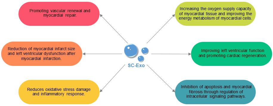 Fig.2 The reparative impact of SC-Exo. (Creative Biolabs Original)