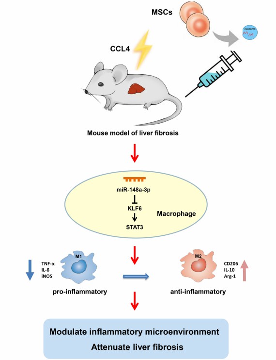 Fig.1 SC-Exo helps reduce liver fibrosis in mice.