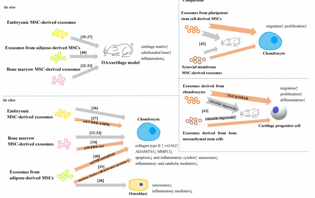 Fig.1 SC-Exo Benefits for Chondrocytes.