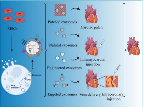 Fig.2 SC-Exo for cardiac regeneration.