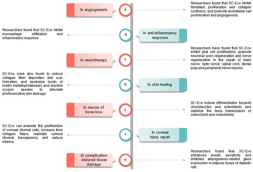 Fig.1 The role of SC-Exo in tissue repair. (Creative Biolabs Original)