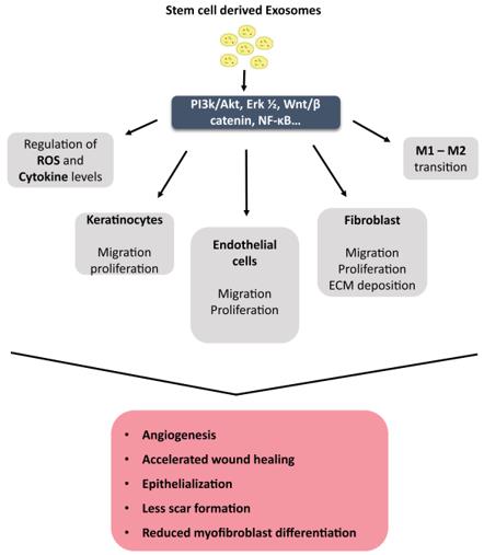 Mechanisms involved in SC-Exo in regenerative applications.
