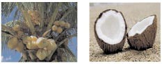 Coconut (Cocos nucifera). (DebMandal, et al., 2011)