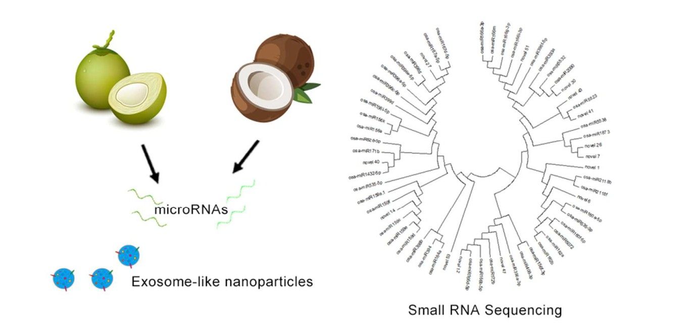 Isolation of exosome-like nanoparticles and analysis of miRNAs derived from coconut water. (Zhao, et al., 2018)