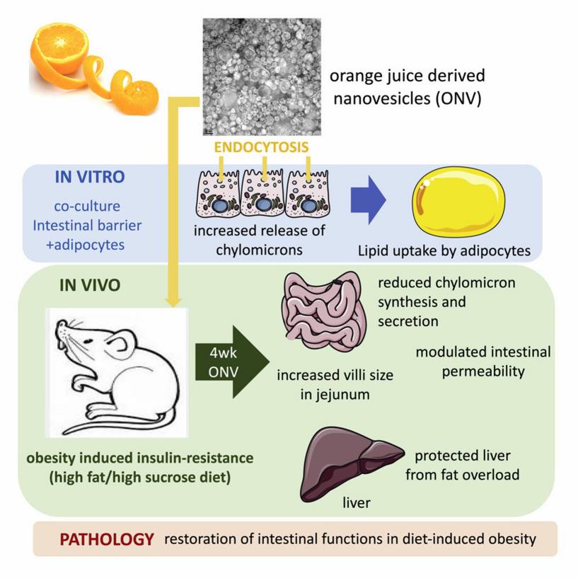 Orange-derived exosomes rescue intestinal function in diet-induced obese mice. (Berger,, et al., 2020)