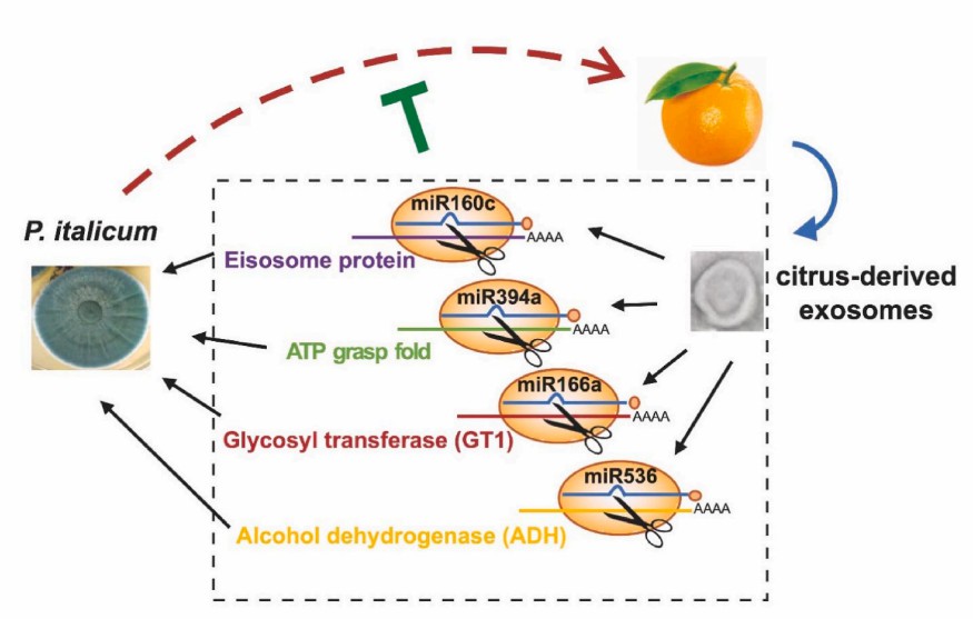 Exosomes isolated from oranges are enriched with miRNAs to resist the pathogenicity of P. italicum on citrus fruits. (Yin, et al., 2023)