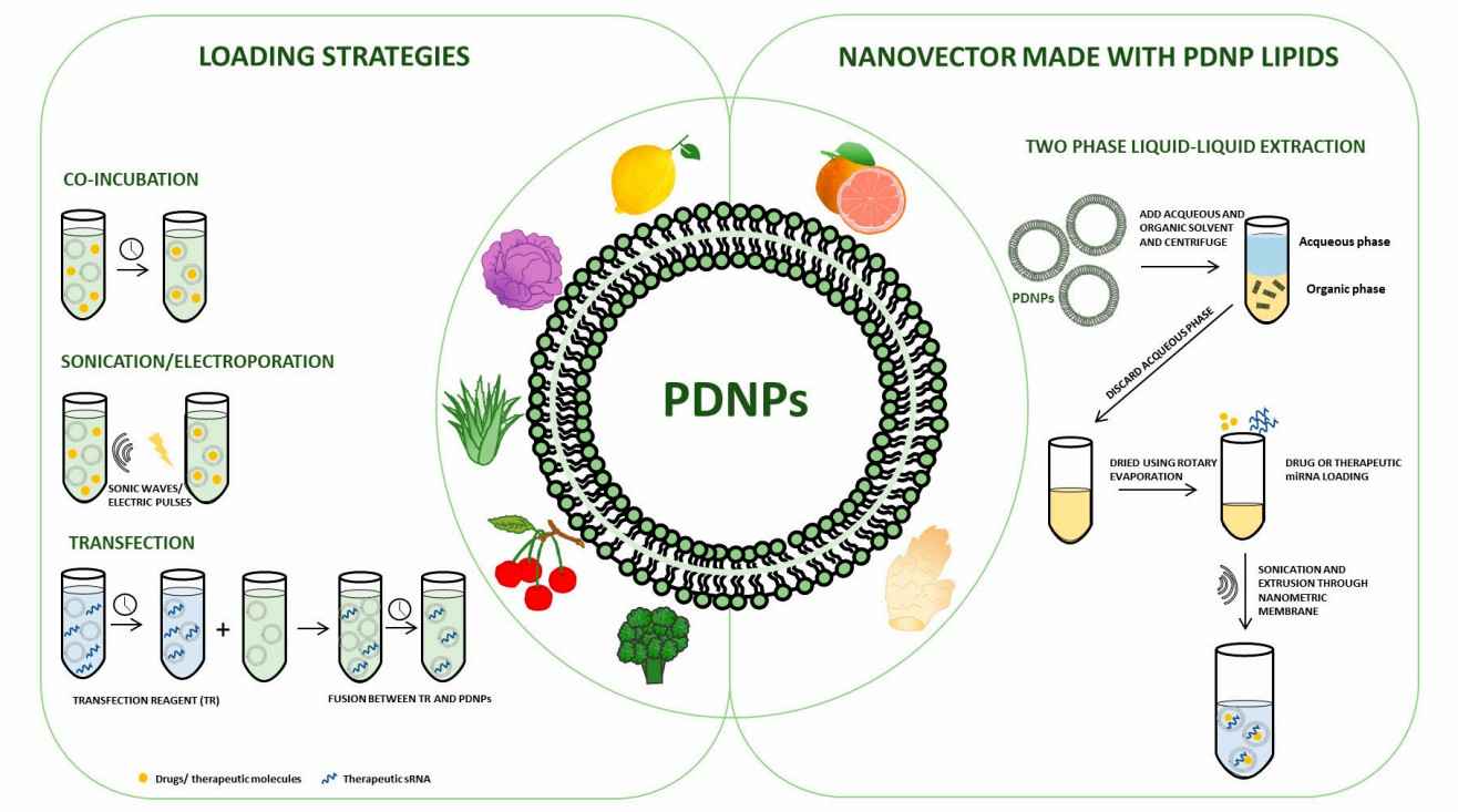 Strategies used for plant-derived nanovesicle loading. (Tinnirello, et al., 2023)